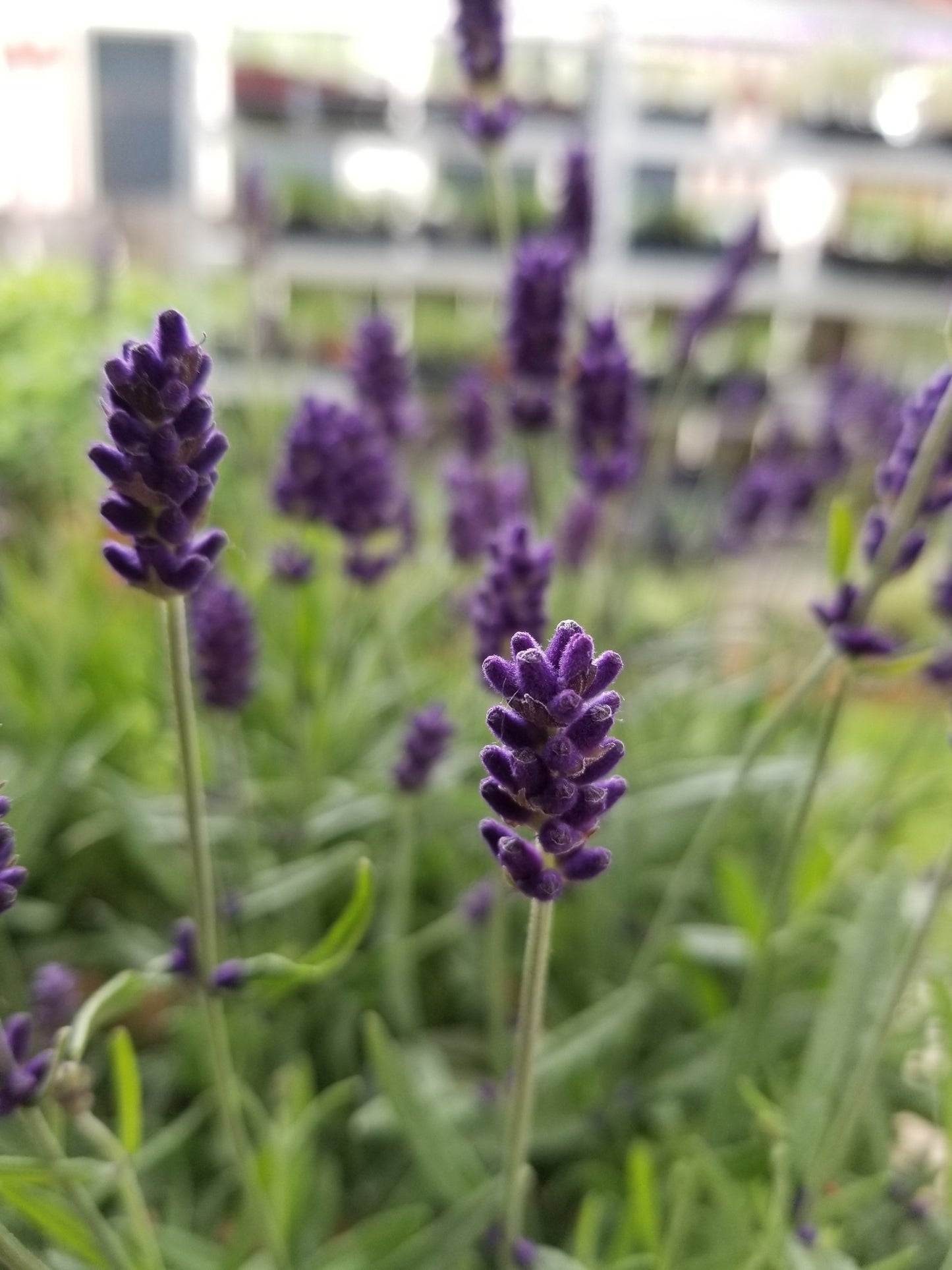 Lavender Live Plant "Hidcote" Lavender