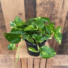 Pothos
