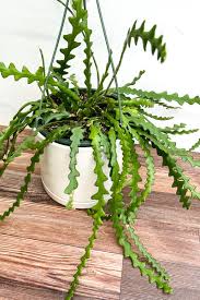 Ric Rac Cactus