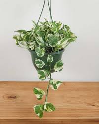 Pothos N'Joy