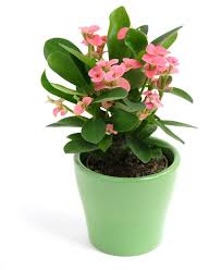 Crown of Thorns
