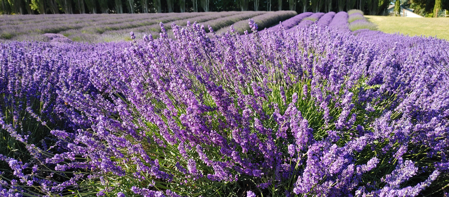 Lavender Live Plant Royal Velvet Herb 3.5" Size Pot
