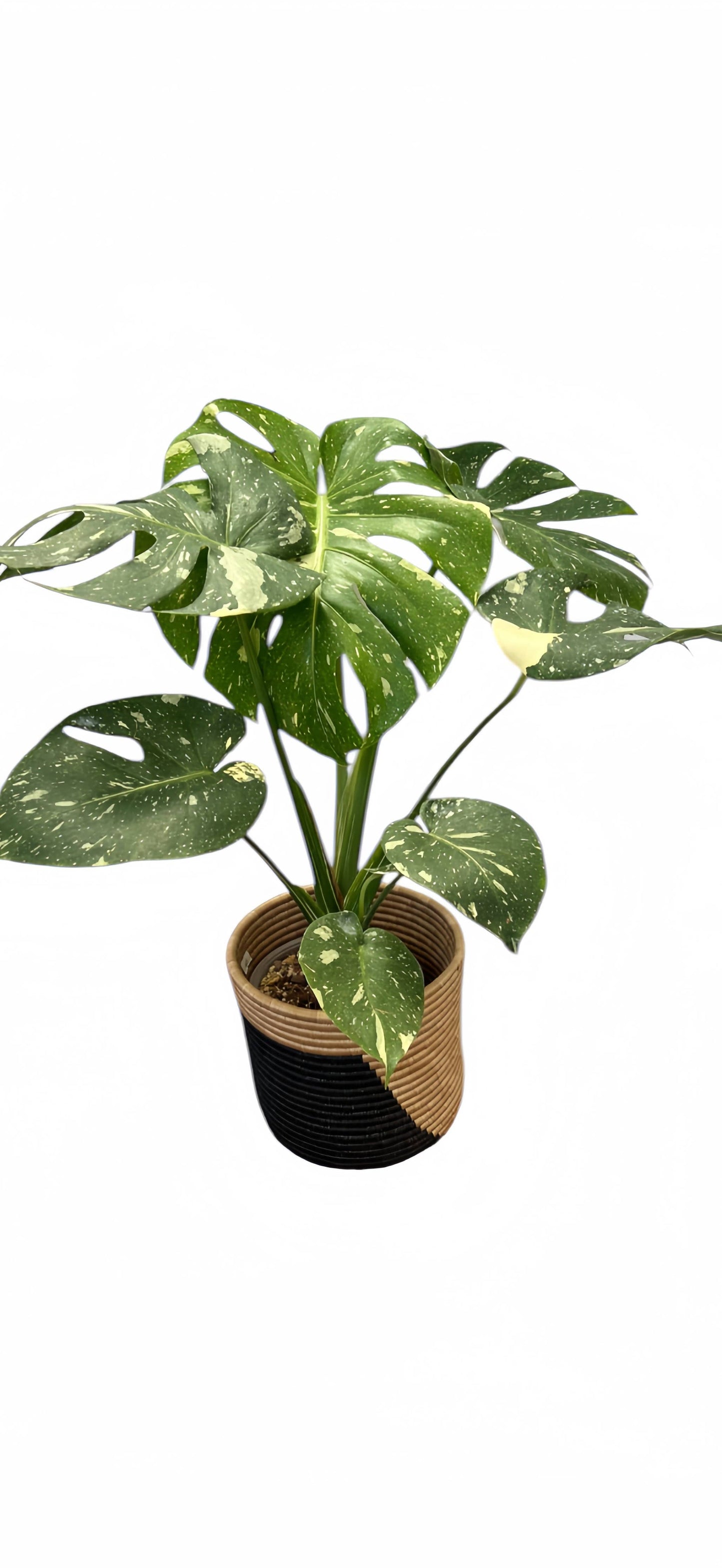 Monstera Thai Constellation