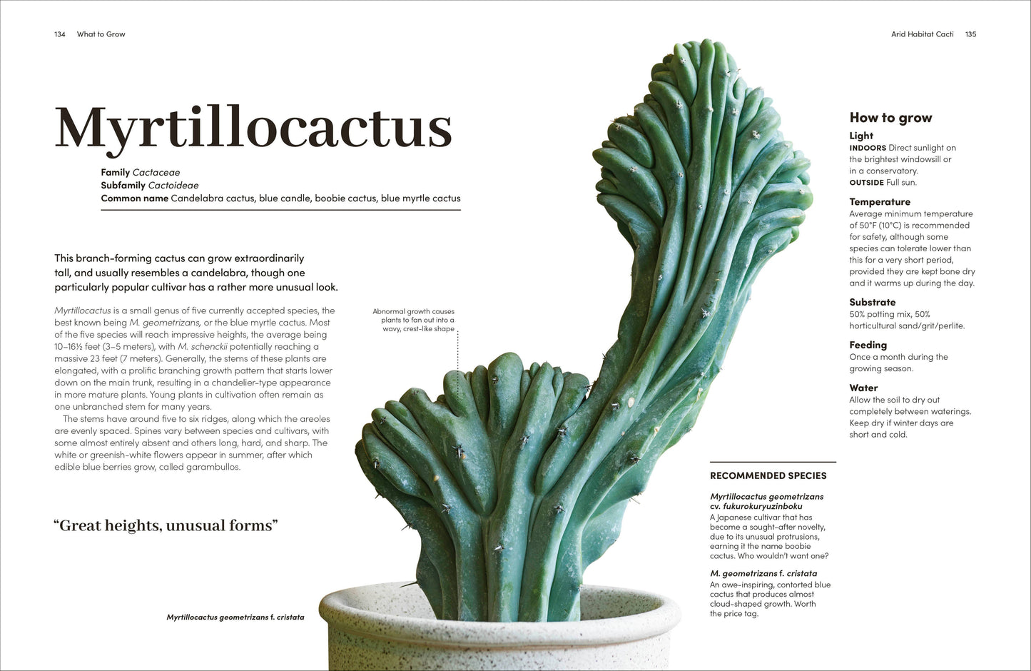 Cacti Succulents