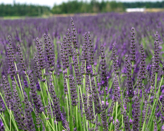 Lavender Plant Grosso 2.5QT Size Pots