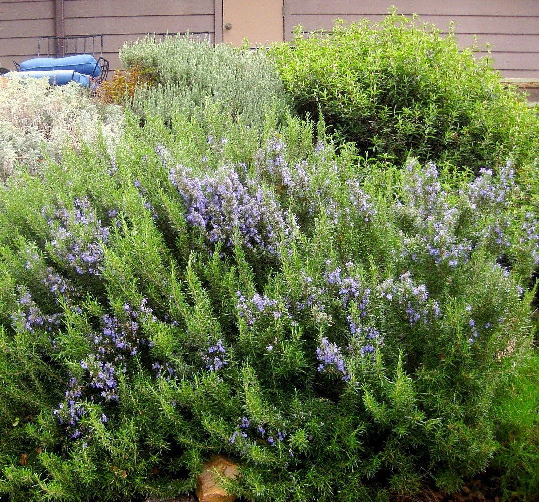 Rosemary Live Plant Arp