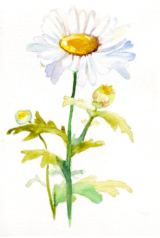 Daisy - April Birth Flower Art Print