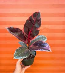 Ruby Rubber Plant