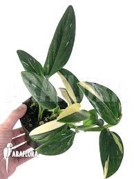 Monstera Cobra