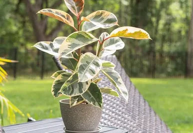 Rubber Tree Tineke
