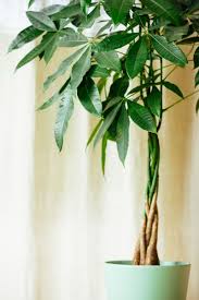 Money Tree