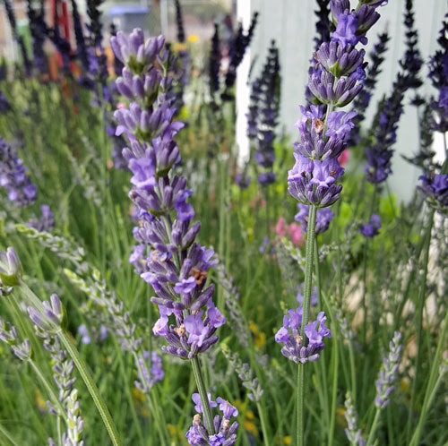 Lavender Live Plant Phenomenal