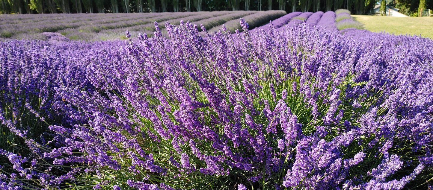Lavender Live Plant "Sensational" - 4" Size Pot
